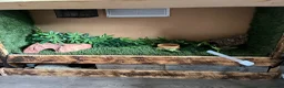 Python Snake reptiles for sale: Champagne ball python (With full set-up) - Advert 7
