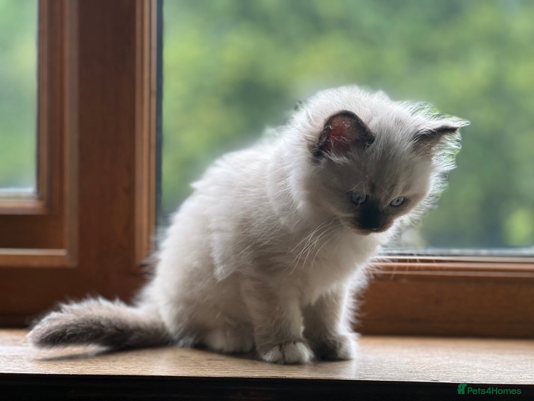 Ragdoll cats for sale: 2 Boys and 1 Girl Ragdoll kittens - Image 15