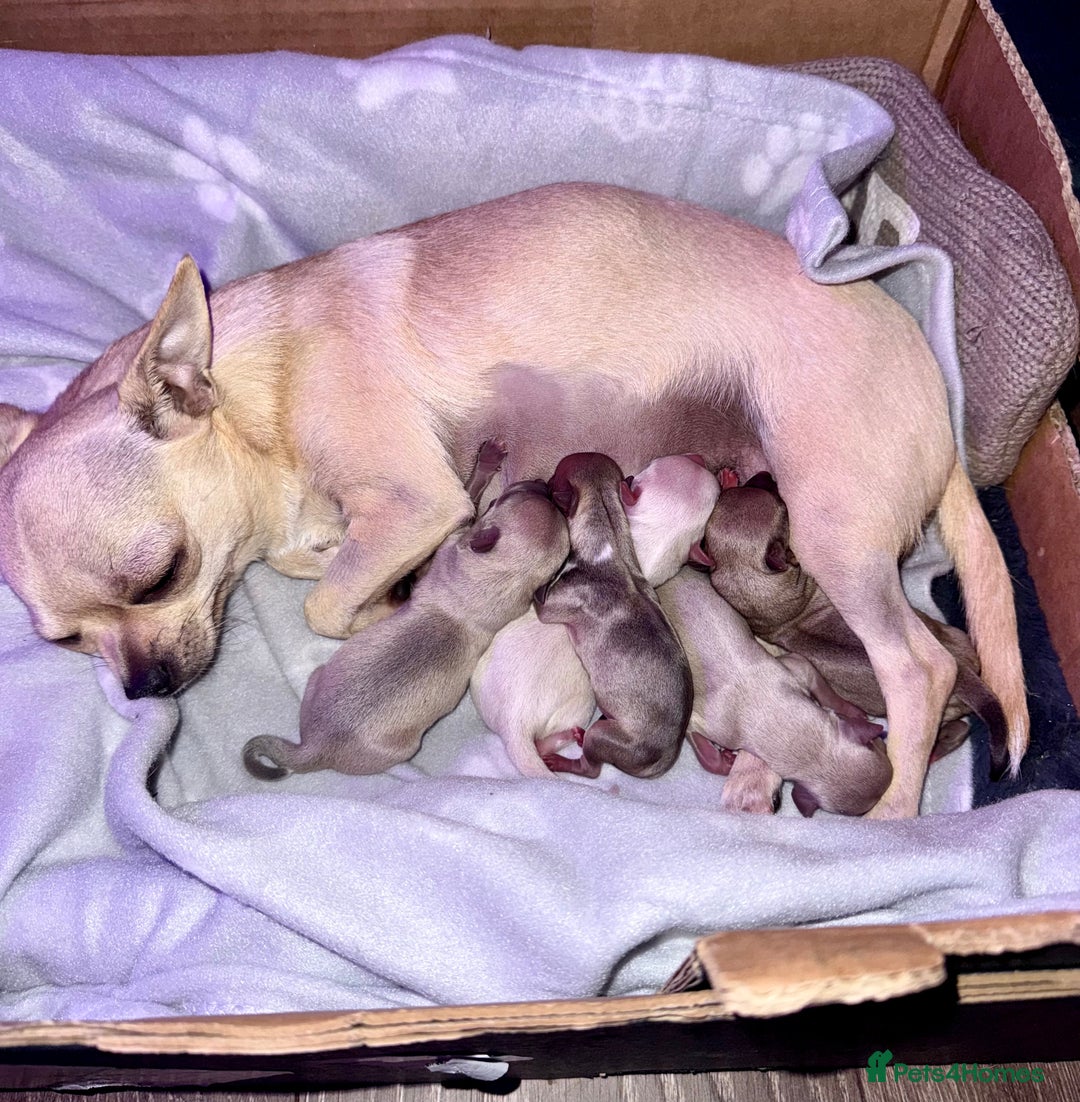 Chihuahua dogs for sale: Beautiful Chihuahua Boys - Image 17