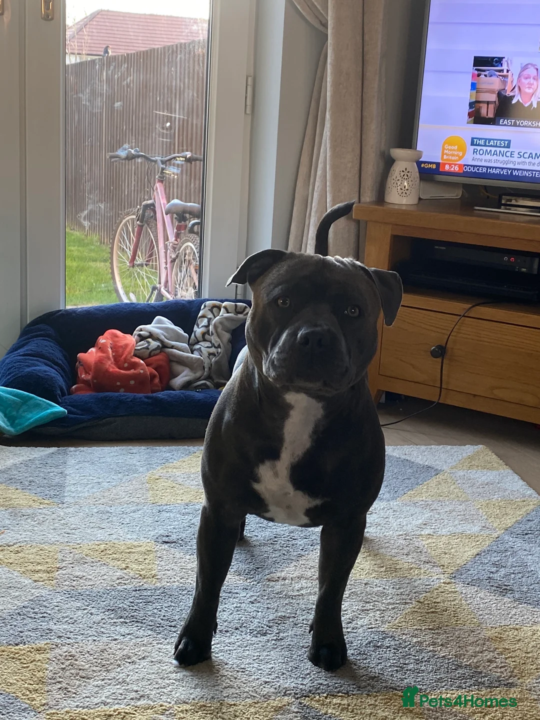 Staffordshire Bull Terrier dogs for stud: KC PROVEN Blue Staffordshire Bull Terrier for STUD in Wakefield - Advert 6