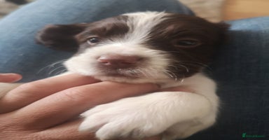 English Springer Spaniel dogs - Advert 14