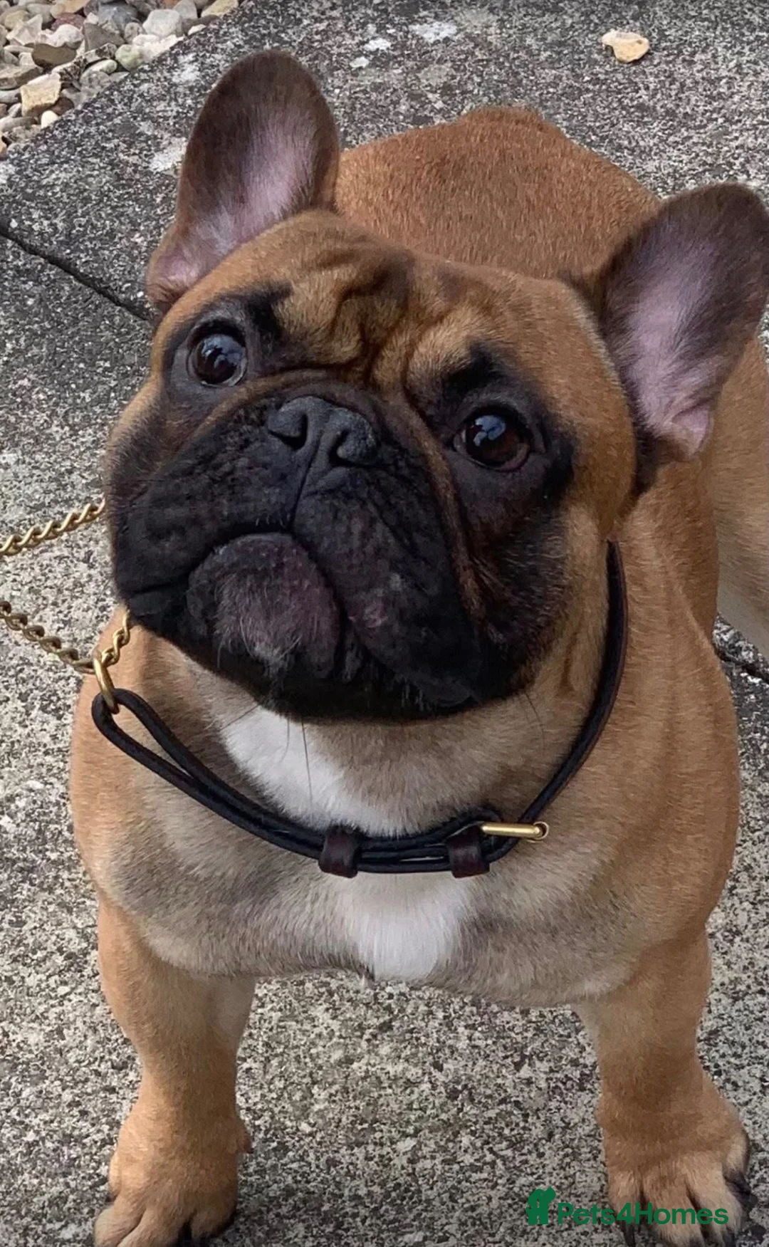 French Bulldog dogs for sale: Standard French bulldog puppies  in Dunfermline - Advert 2