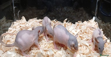 Rat rodents - Advert 4