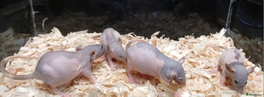 Rat rodents - Advert 4