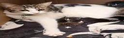 Mixed Breed cats for sale: Last female kitten - Advert 2