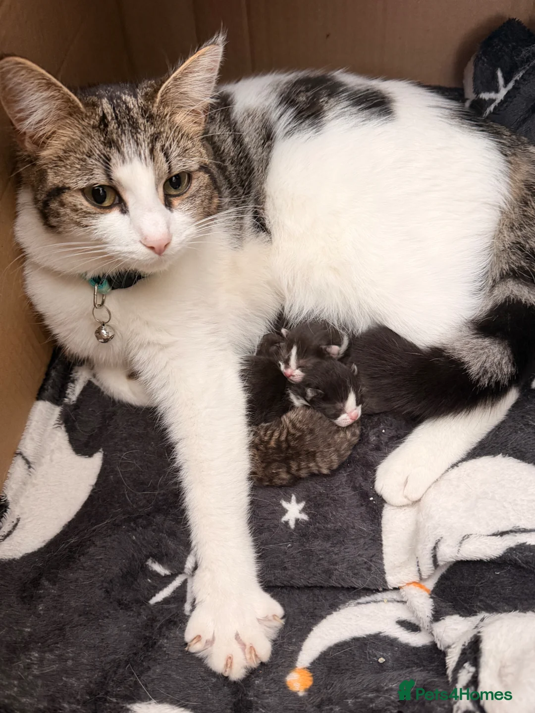 Mixed Breed cats for sale: Last female kitten - Advert 2