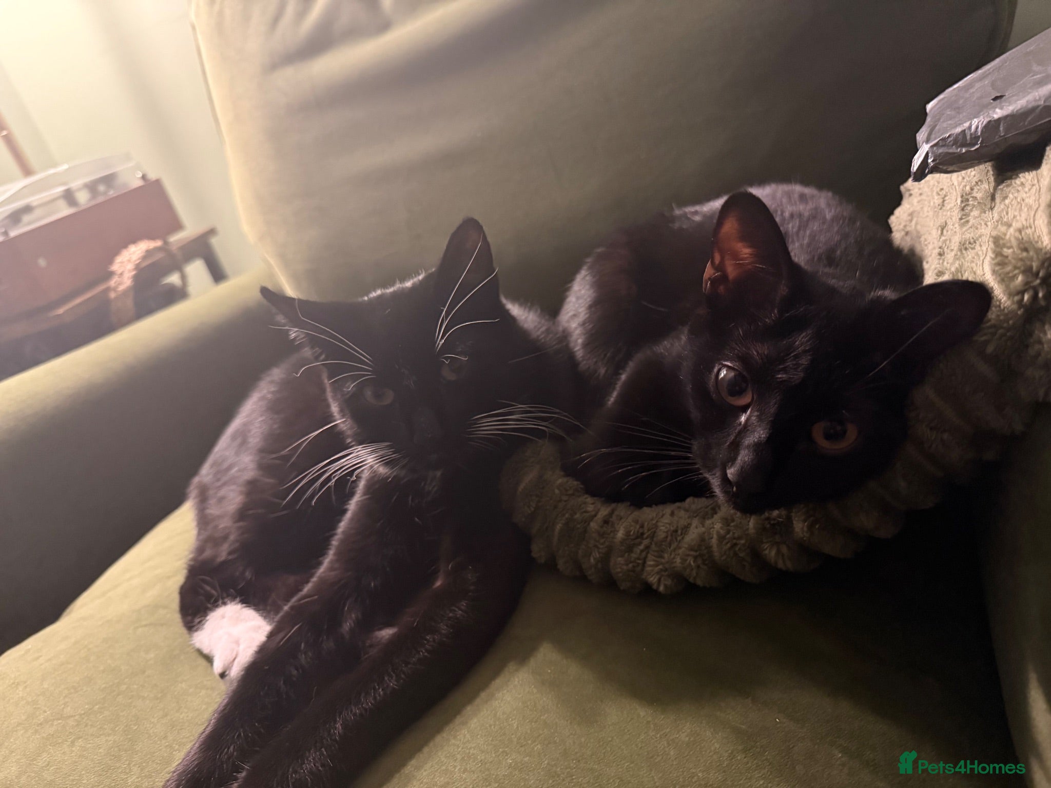 Domestic Shorthair cats Socks & Sage – Bonded Brother & Sister - Advert 1