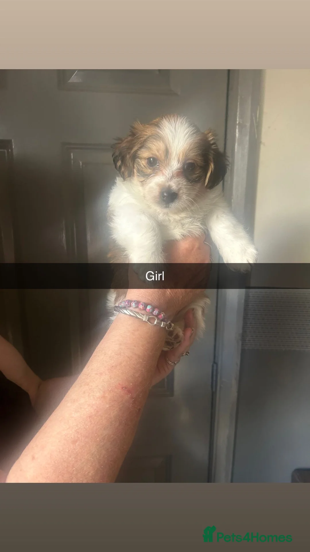 Jackapoo dogs for sale: 4 beautiful jackrusell x poodle pups - Advert 2