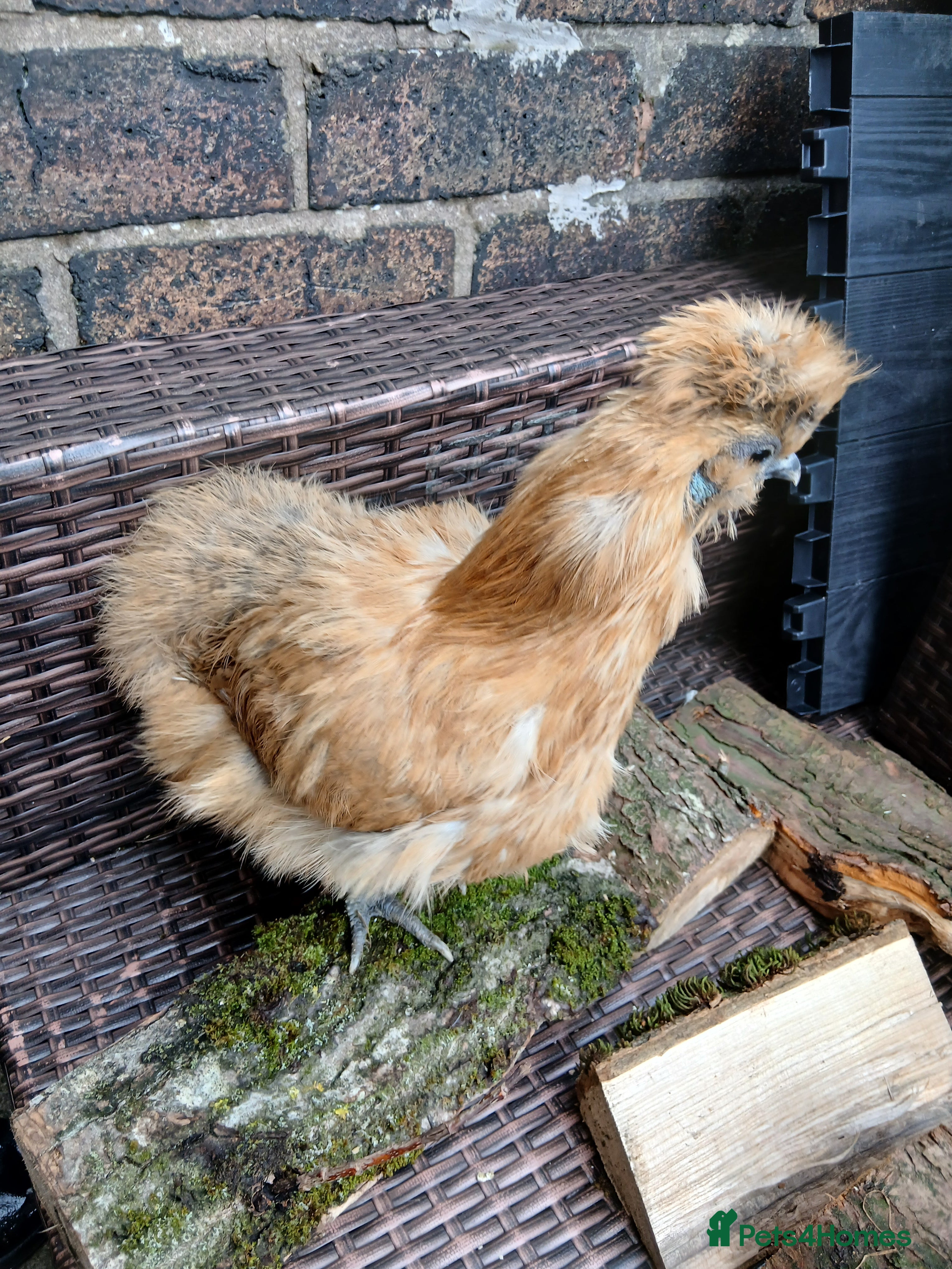 Chickens poultry Silkie bantam hen - Advert 8