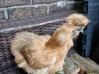 Chickens poultry Silkie bantam hen - Advert 1