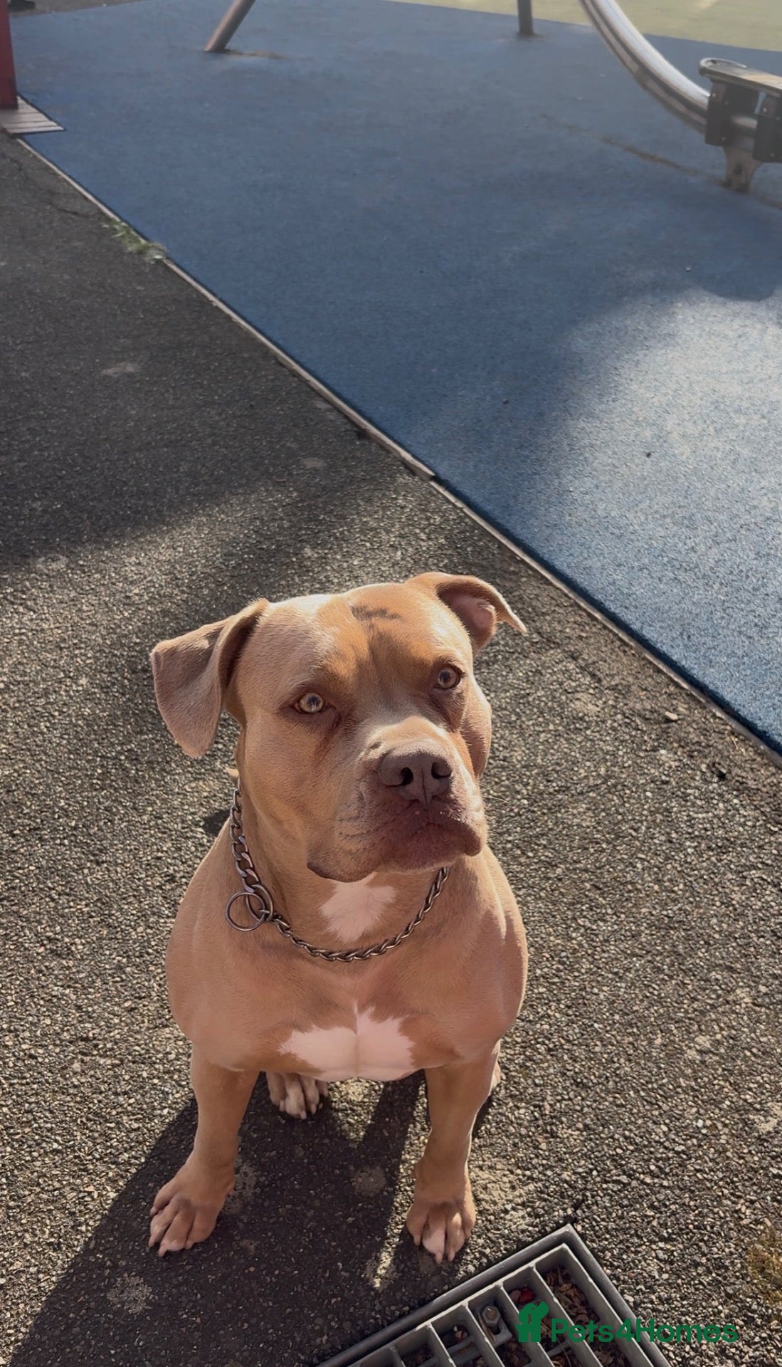 American Bully dogs American Bully - Advert 18