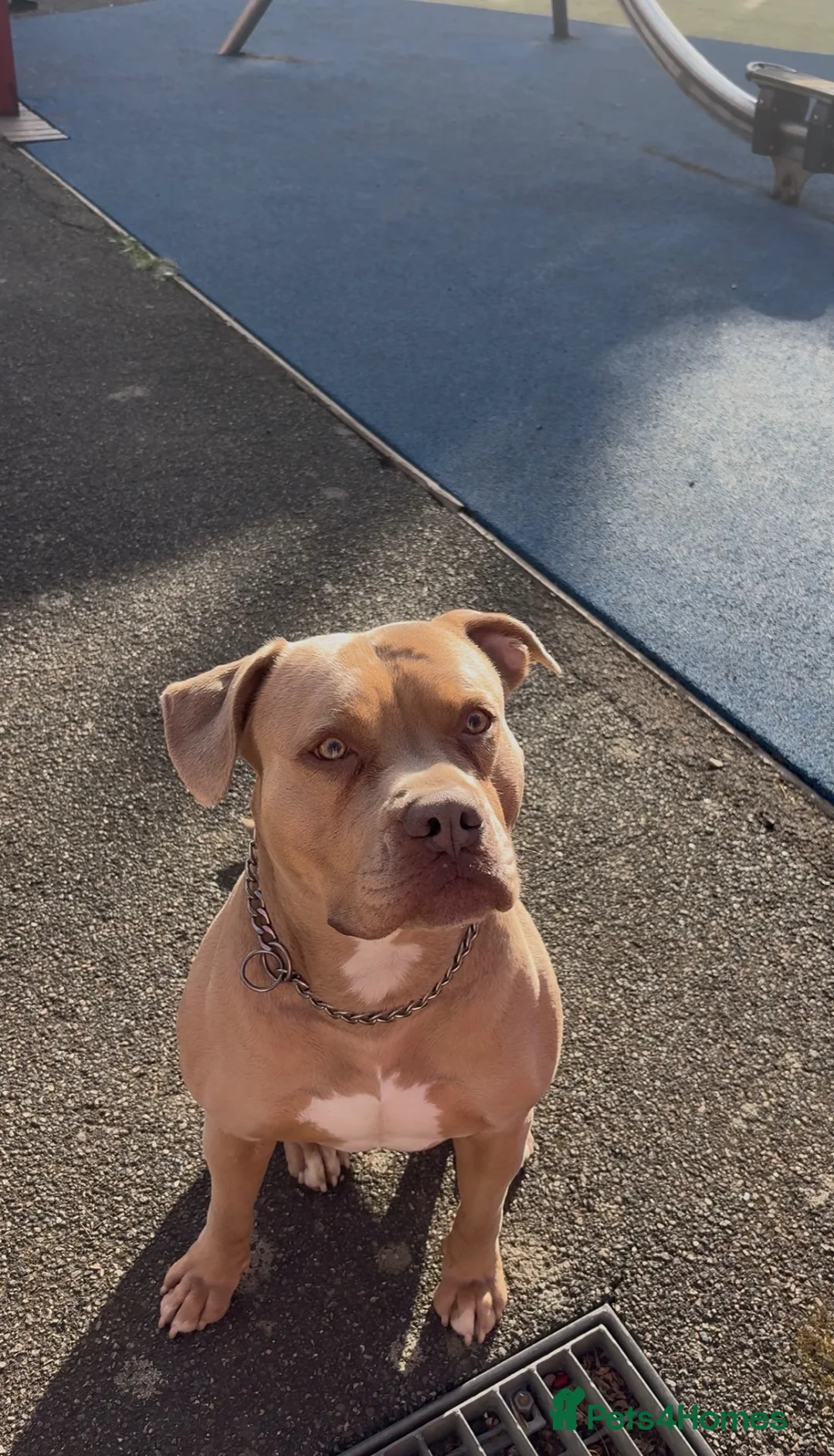 American Bully dogs for sale: American Bully in London - Advert 1