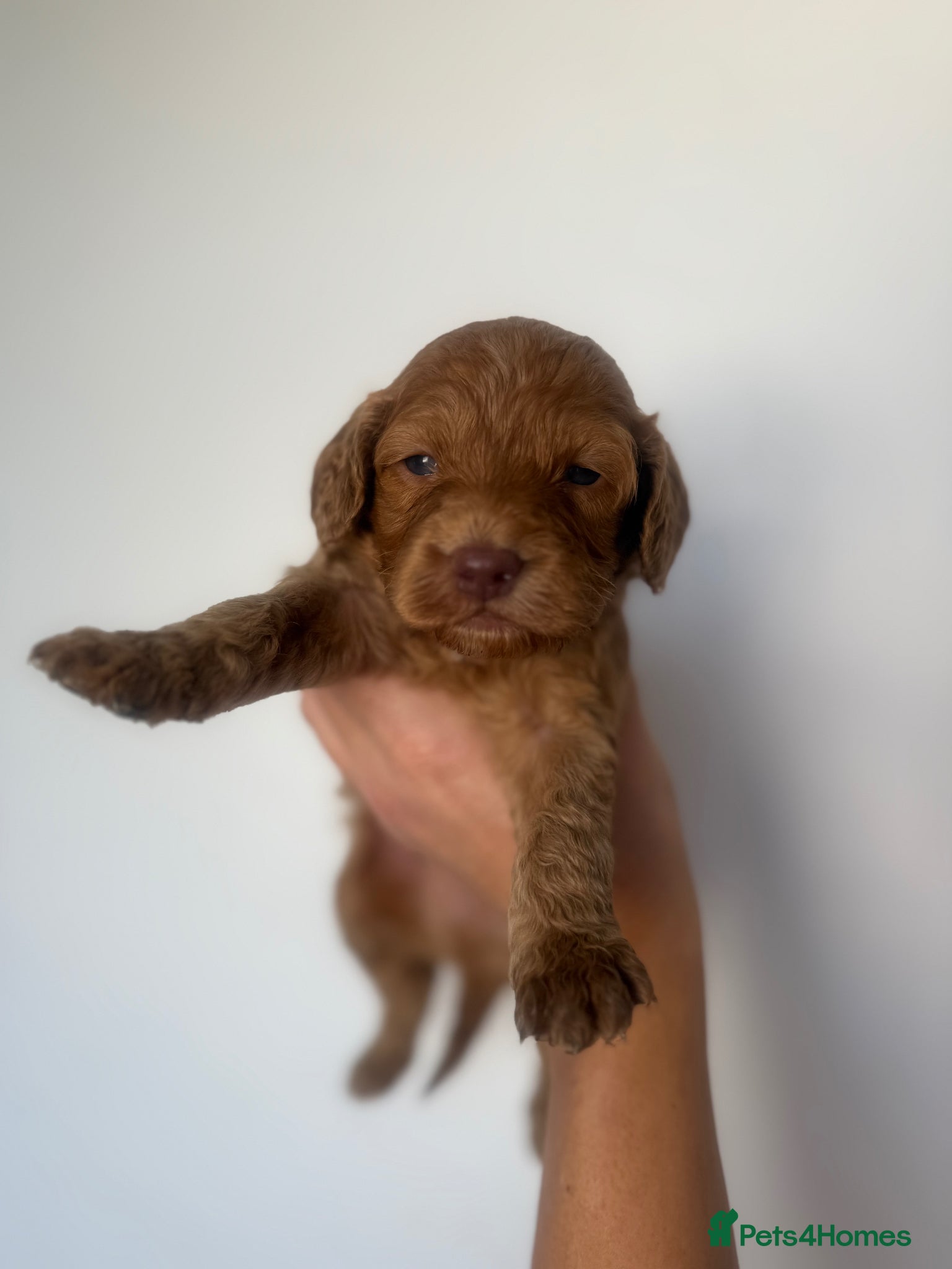 Cockapoo dogs F1 cockapoo puppies🧬🌟🐾 - Advert 2