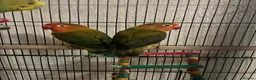 Lovebirds birds for sale: lovebirds in Harrow - Advert 2