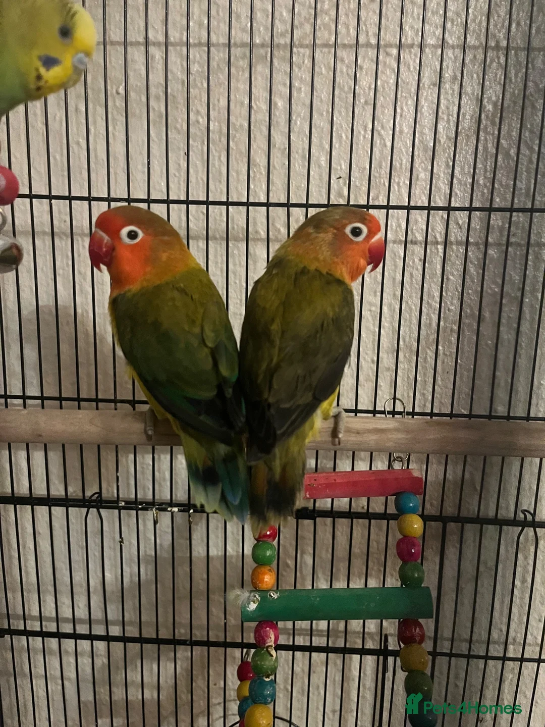 Lovebirds birds for sale: lovebirds in Harrow - Advert 2
