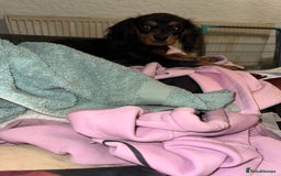 Cavalier King Charles Spaniel dogs for sale: Handsome Black and Tan boy - Image 6