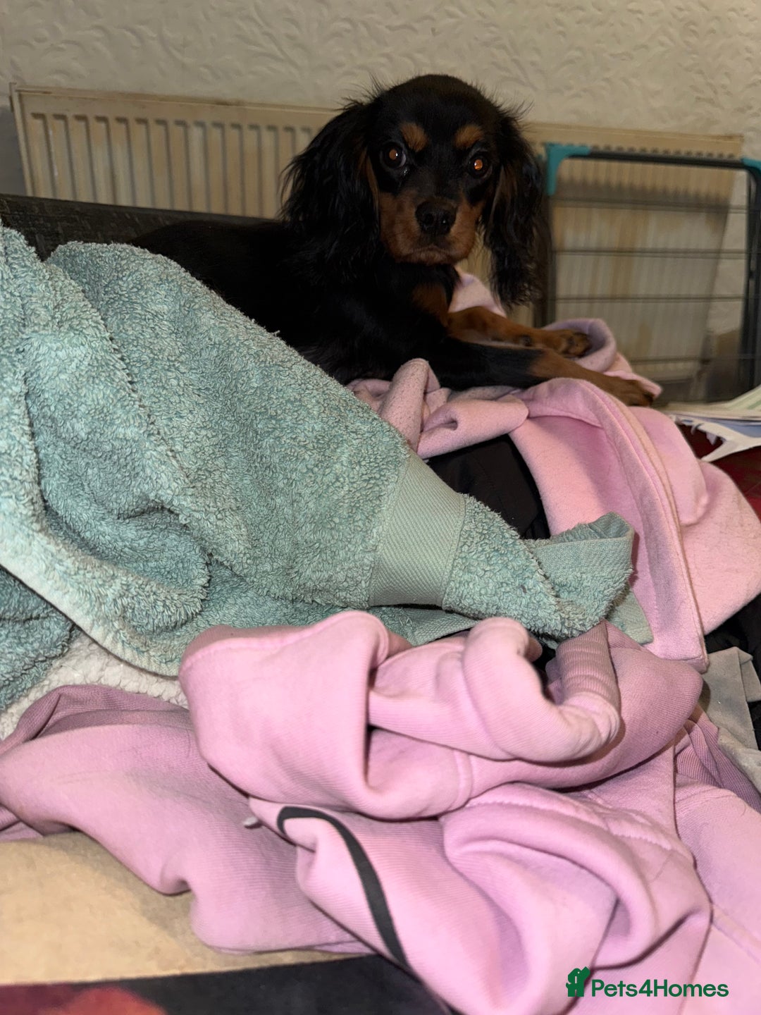 Cavalier King Charles Spaniel dogs for sale: Handsome Black and Tan boy - Image 6
