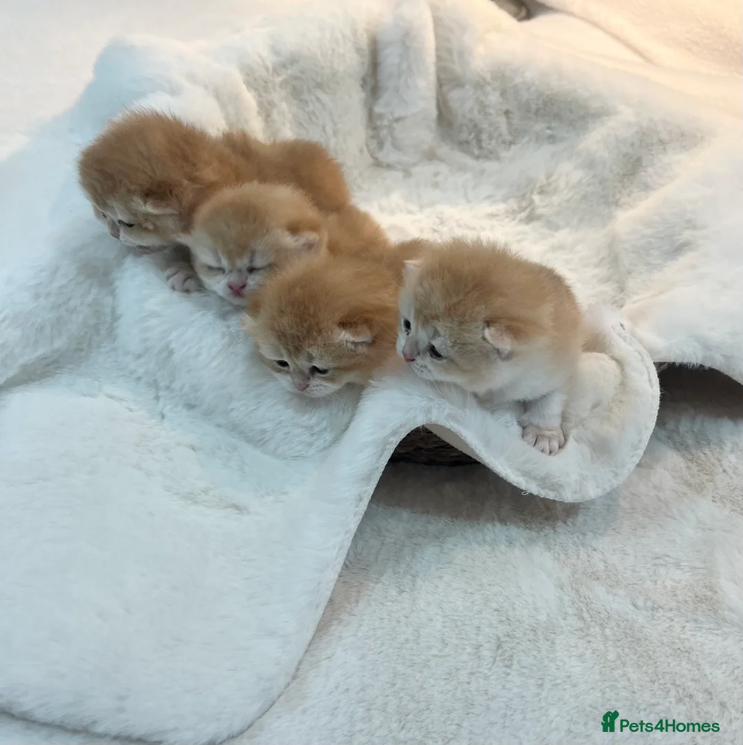 British Shorthair cats for sale: 🏆 Ny12 Golden British Shorthairs 🏆 - Advert 15