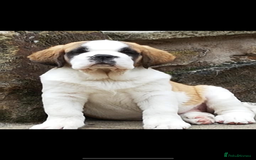 Saint Bernard dogs for sale: Smooth male puppy  - Image 10