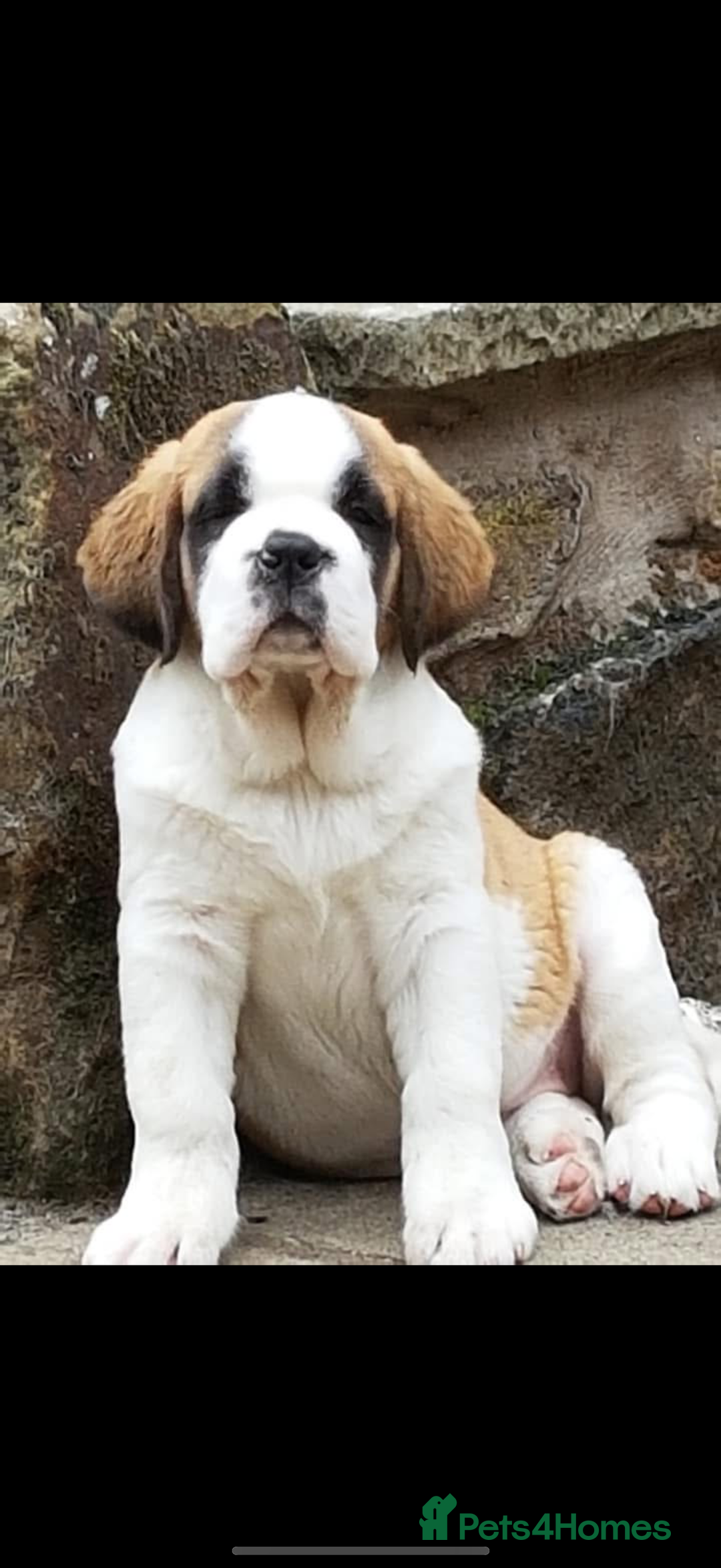 Saint Bernard dogs for sale: Smooth male puppy  - Image 10