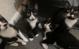 Mixed Breed cats for sale: Black and white tuxedo kittens for sale - Image 1