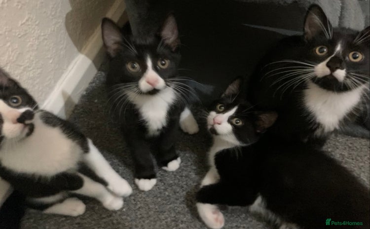 Mixed Breed cats - Advert 12
