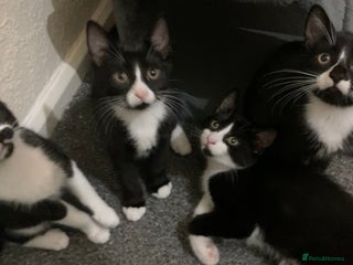 Mixed Breed cats - Advert 18