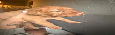 Labradoodle 2