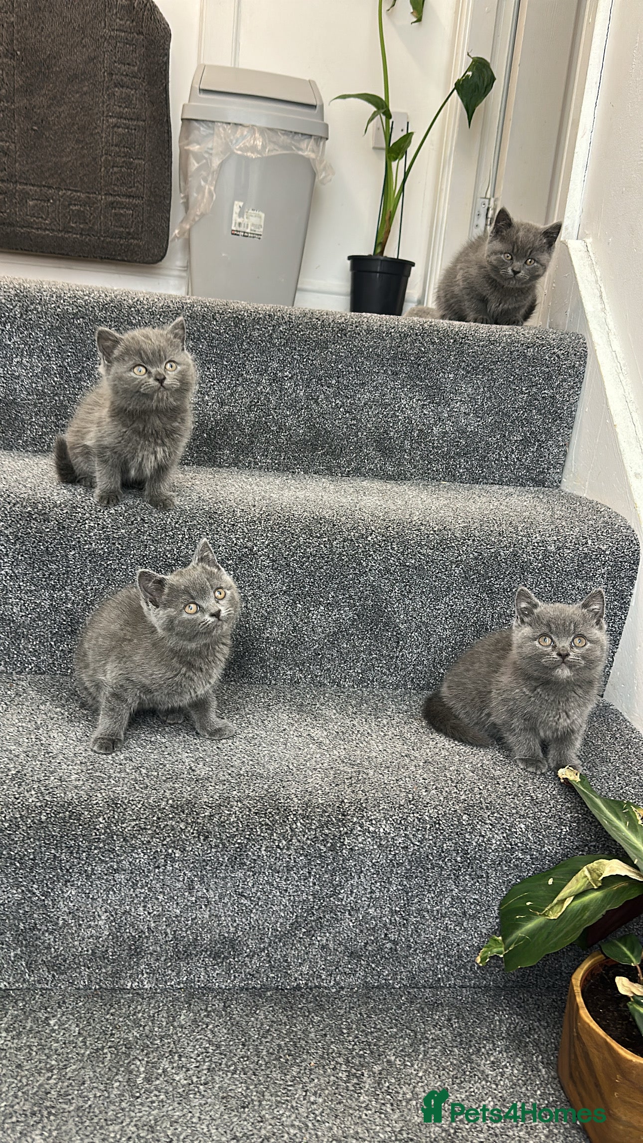 British Shorthair cats British Shorhair kittens!!! - Advert 9