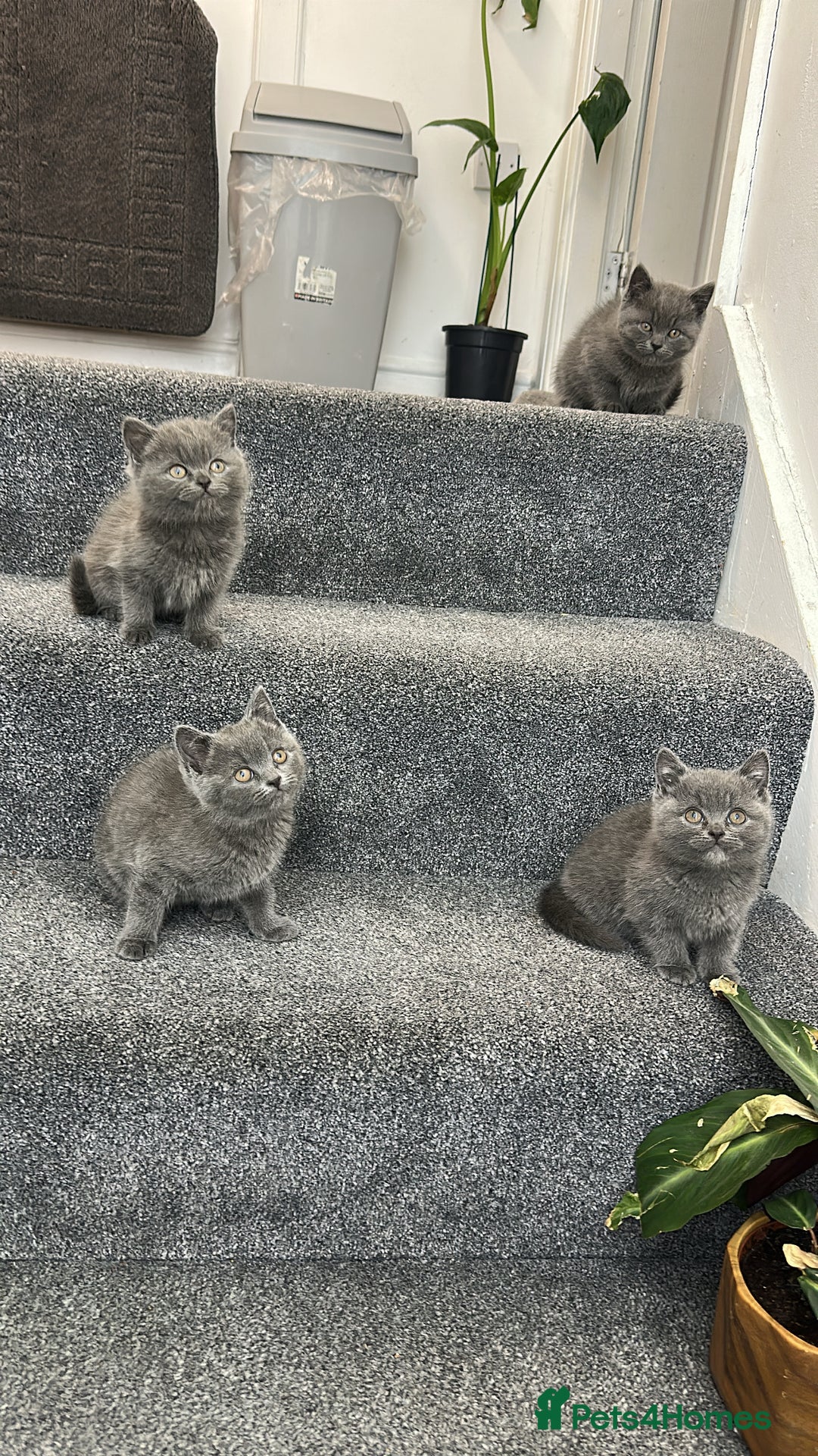 British Shorthair cats for sale: British Shorhair kittens!!! - Advert 1