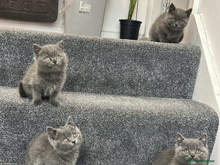 British Shorthair cats British Shorhair kittens!!! - Advert 1