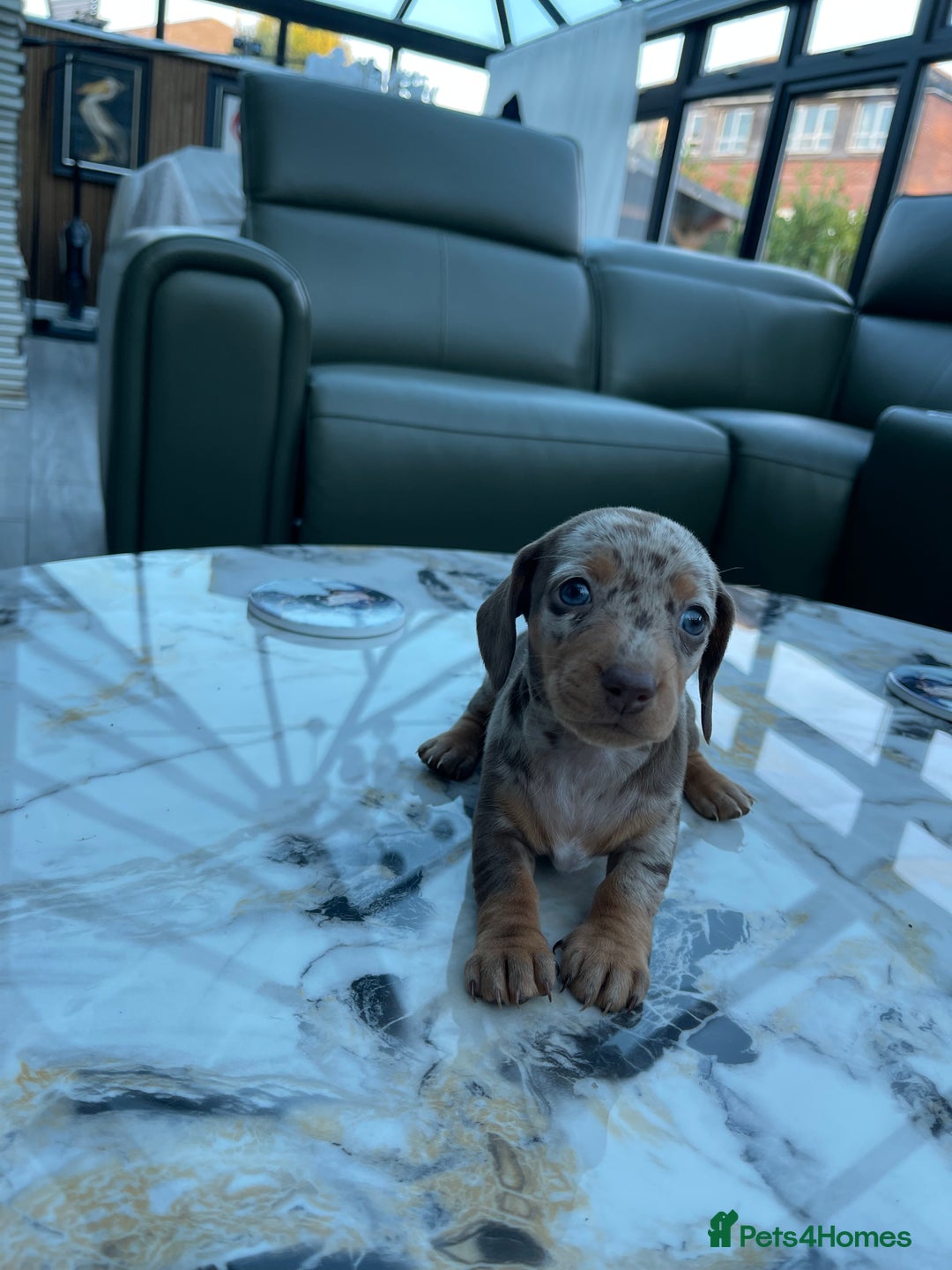 Miniature Dachshund dogs for sale: 🐾READY TO LEAVE NEXT WEEK🐾 - Image 29