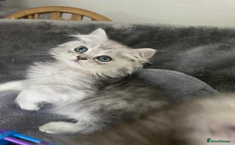 British Longhair cats in Bournemouth - Advert 4