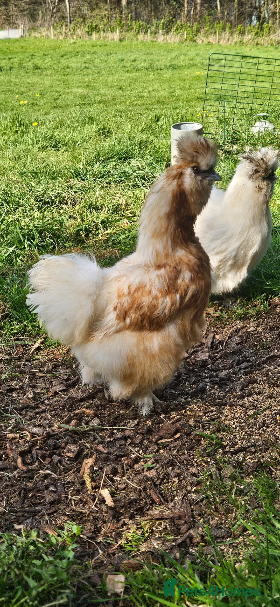 Chickens poultry for sale: Silkie hens hatching eggs x6 - Advert 4