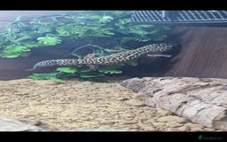 Leopard Gecko reptiles for sale: 5 year old male leopard gecko  - Image 8