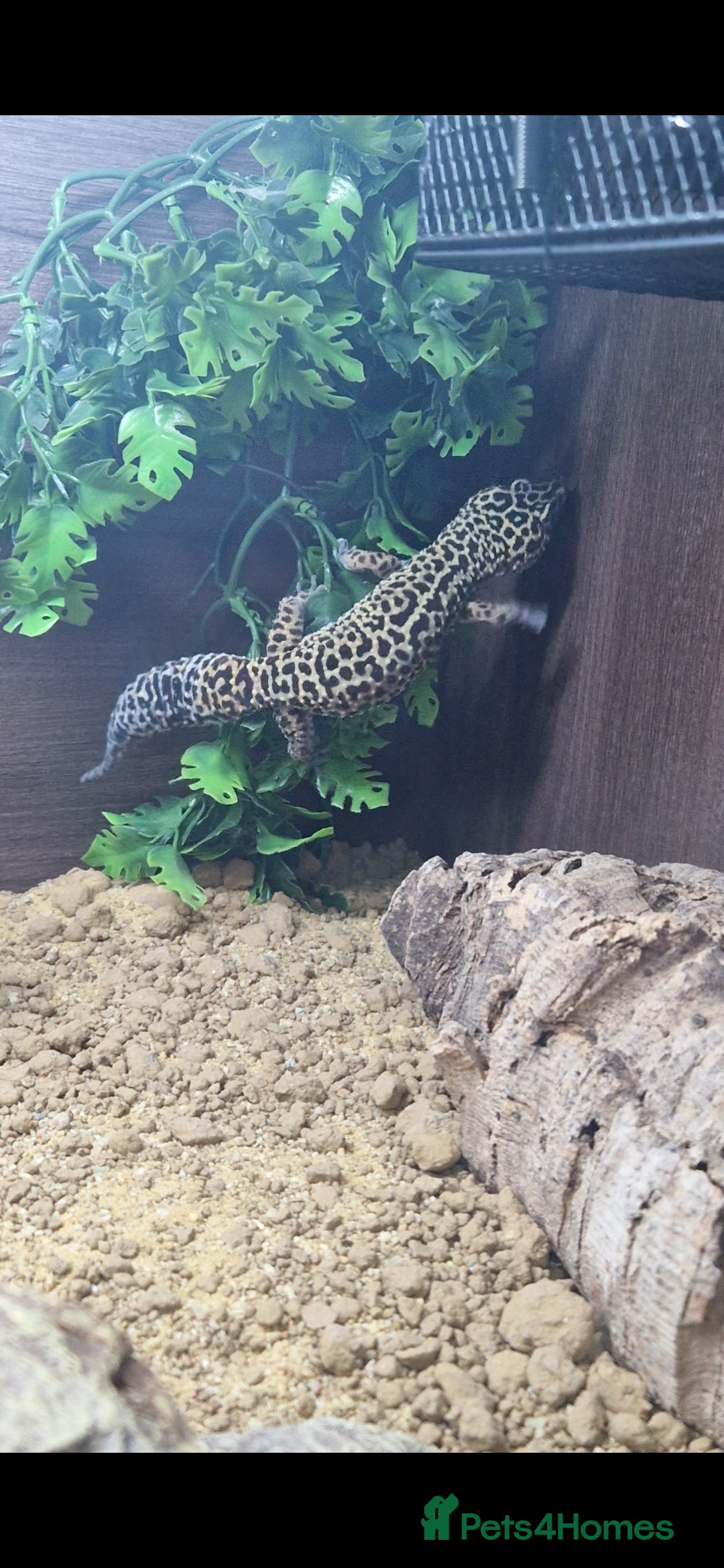 Leopard Gecko reptiles for sale: 5 year old male leopard gecko  - Image 8