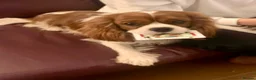 Cavalier King Charles Spaniel dogs for stud: KC REG CHAMPION SIRED HEALTH TESTED CLEAR CAV STUD in Hoddesdon - Advert 12