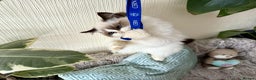 Ragdoll cats for sale: 🐾 adorable ragdoll kittens for sale 🐾  - Advert 5