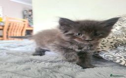 Maine Coon cats for sale: Maine Coon kittens for sale  - Image 4
