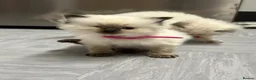Ragdoll cats for sale: Pure Ragdolls/OPEN TO OFFERS - Advert 27