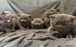 British Shorthair cats for sale: British blue shorthair kittens for sale - Image 7