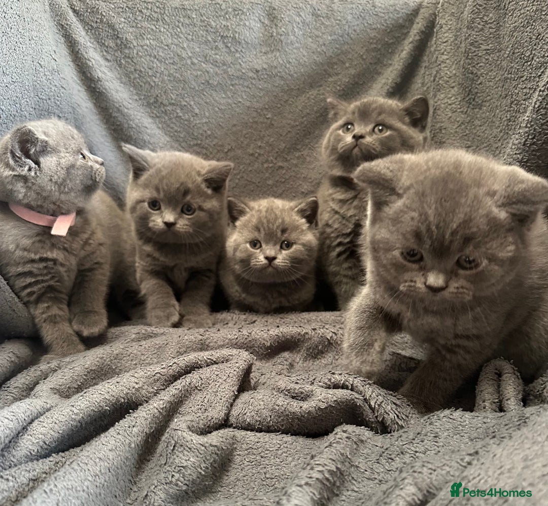 British Shorthair cats for sale: British blue shorthair kittens for sale - Image 7