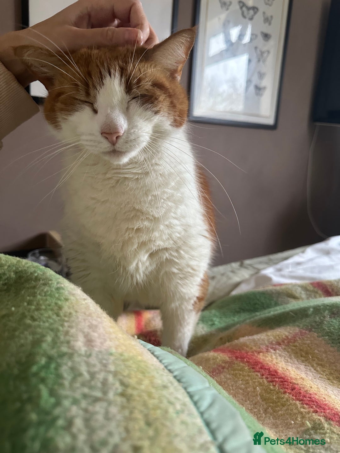 Domestic Shorthair cats for sale: Momie the Foodie - Advert 14