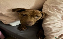 Mixed Breed dogs for sale: Beautiful loving girl  - Image 1