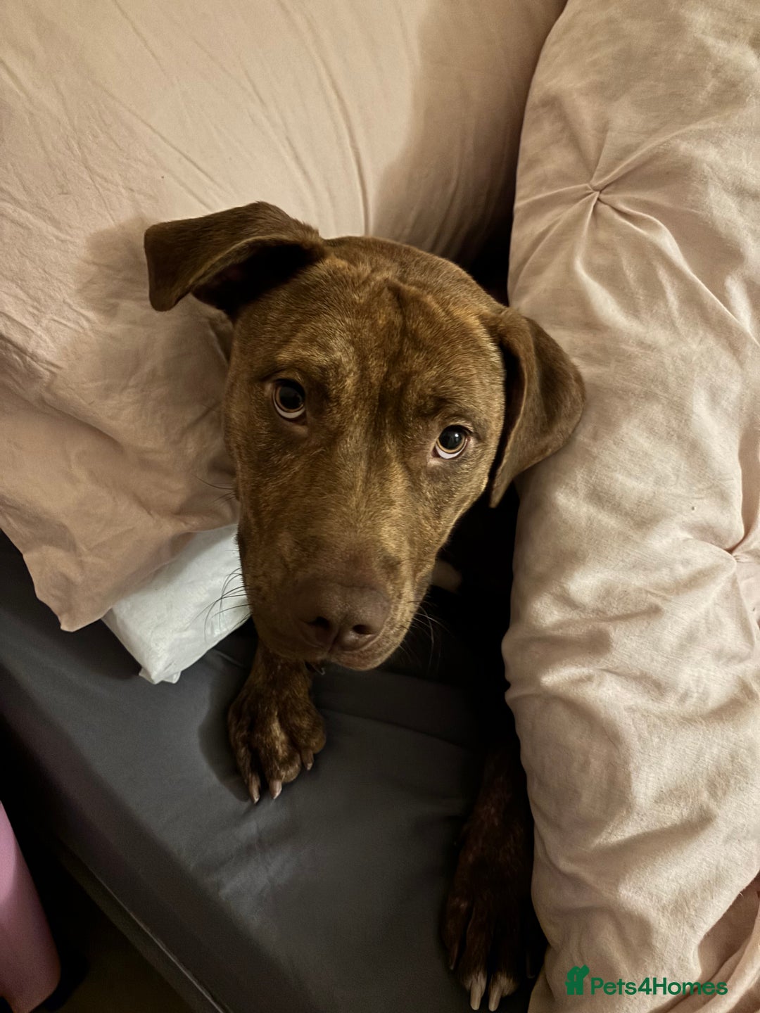 Mixed Breed dogs for sale: Beautiful loving girl  - Image 1