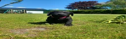 Labrador Retriever dogs for sale: KC Working Labrador puppies - Advert 2