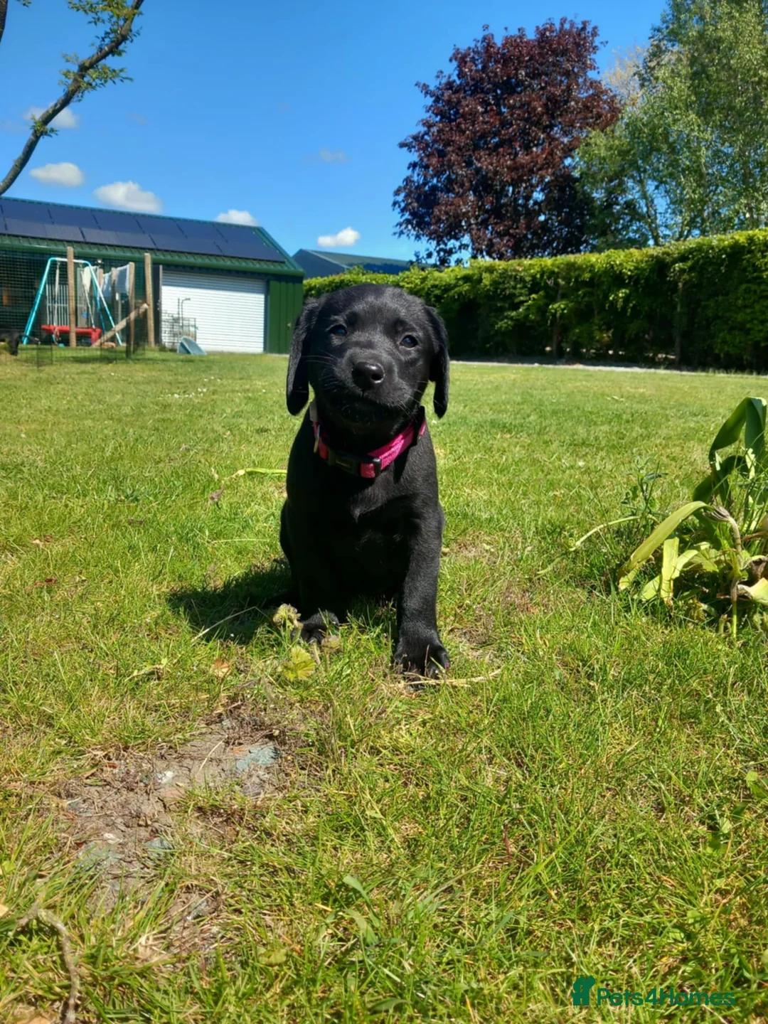 Labrador Retriever dogs for sale: KC Working Labrador puppies - Advert 2