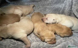 Labrador Retriever dogs for sale: Labrador pups full pedigree ready 22nd Dec - Image 15