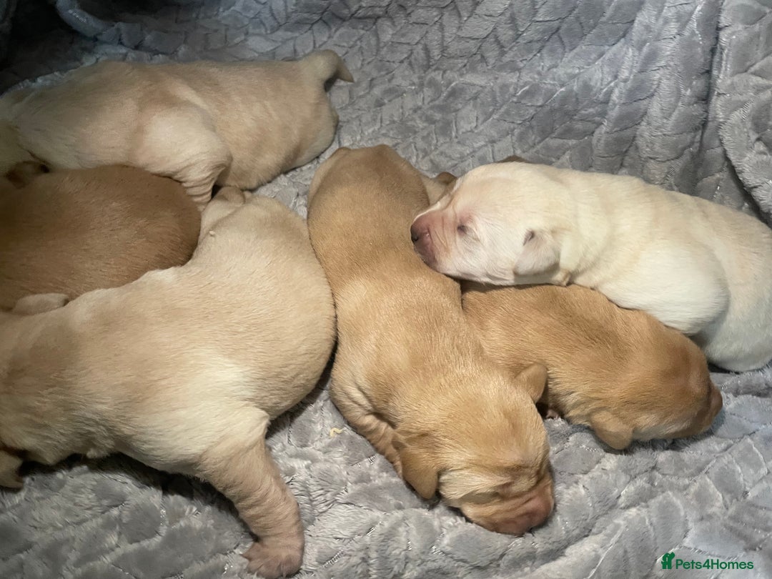 Labrador Retriever dogs for sale: Labrador pups full pedigree ready 22nd Dec - Image 15