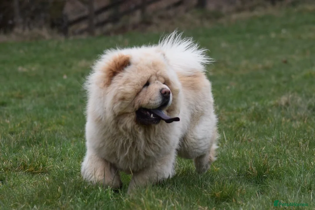 Chow Chow dogs for stud: Stunning Pale Cream boy offered at Stud - Advert 2